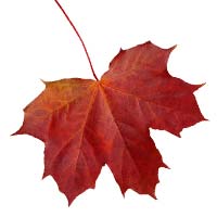 Раскраски кленовые листья - распечатать, скачать бесплатно