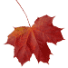 Раскраски кленовые листья - распечатать, скачать бесплатно