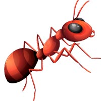 Раскраски муравьи - распечатать, скачать бесплатно