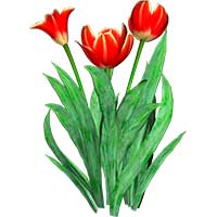 Раскраски тюльпаны - распечатать, скачать бесплатно