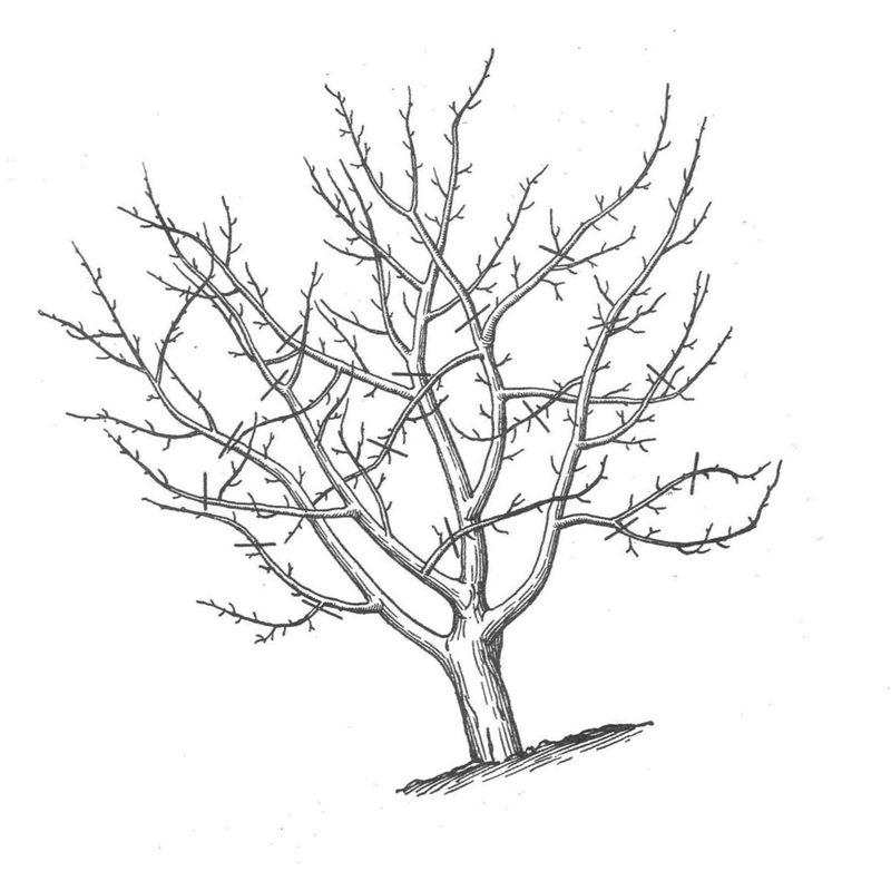 дерево без листьев зимой - распечатать, скачать бесплатно