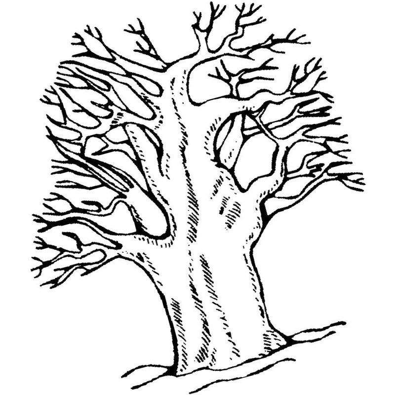 дерево дуб без листьев - распечатать, скачать бесплатно