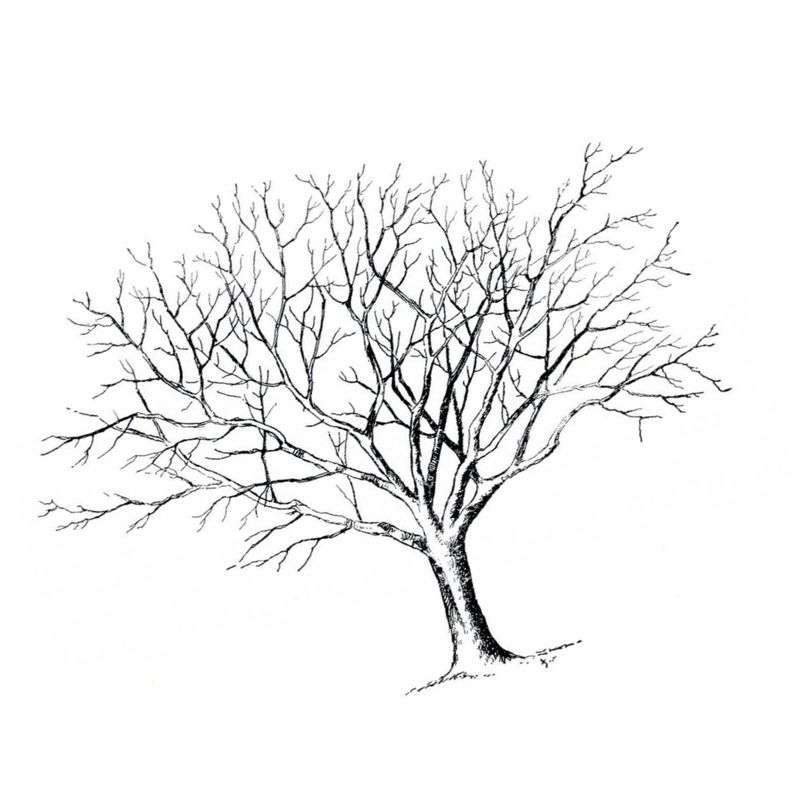 ветвистое дерево без листьев - распечатать, скачать бесплатно