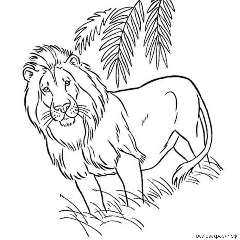 Лев печатать. Раскраска Лев. Распечатка Льва. Раскраска "Дикие животные". Раскраски животные Лев.