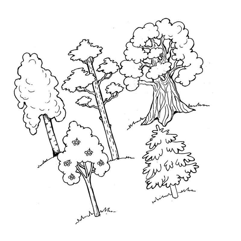 Тополь дерево рисунок карандашом