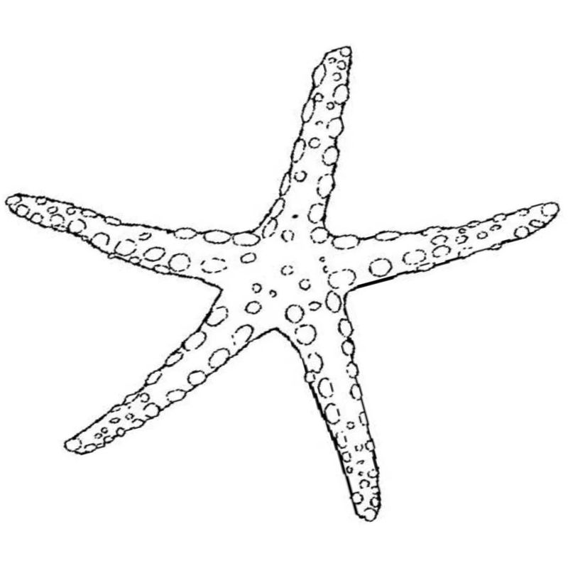 худая морская звезда - распечатать, скачать бесплатно