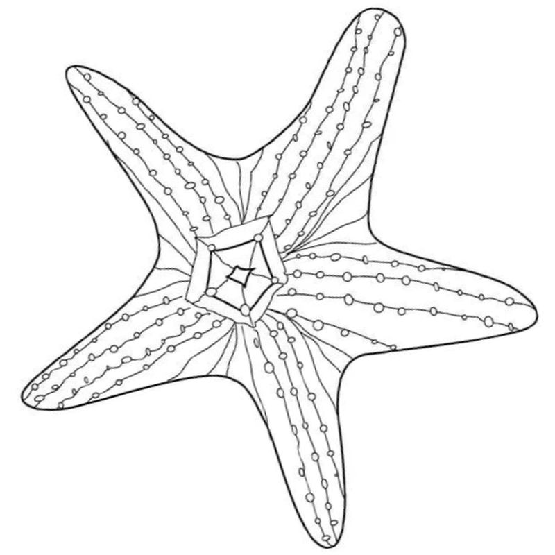 морская звезда морской житель - распечатать, скачать бесплатно