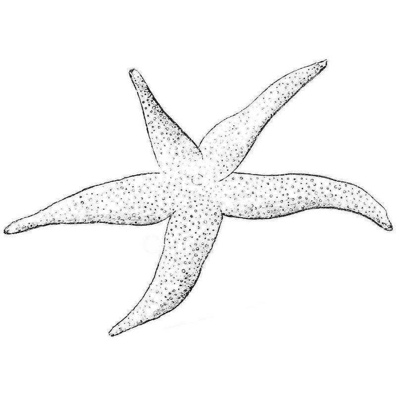 огромная морская звезда - распечатать, скачать бесплатно