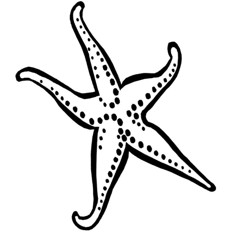 пятиконечная морская звезда - распечатать, скачать бесплатно