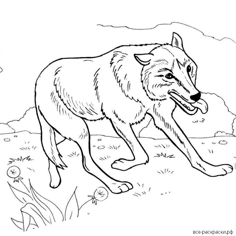 Волк картинка распечатать. Раскраска волк. Волк раскраска для детей. Раскраска волк в лесу. Раскраска Тундровый волк.