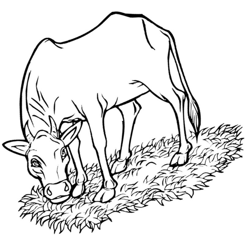 корова ест траву - распечатать, скачать бесплатно