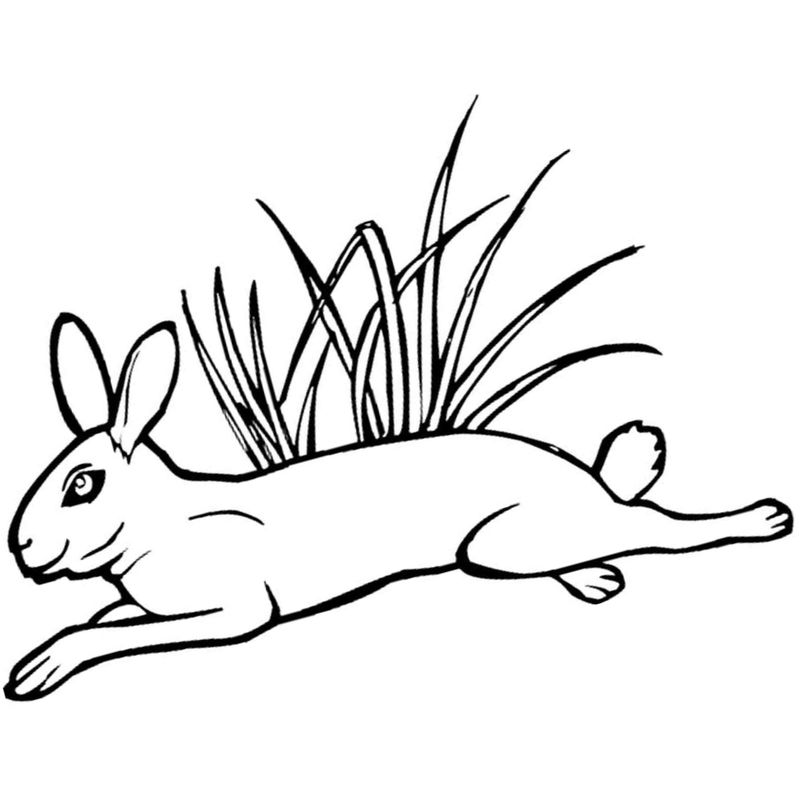 заяц в траве - распечатать, скачать бесплатно
