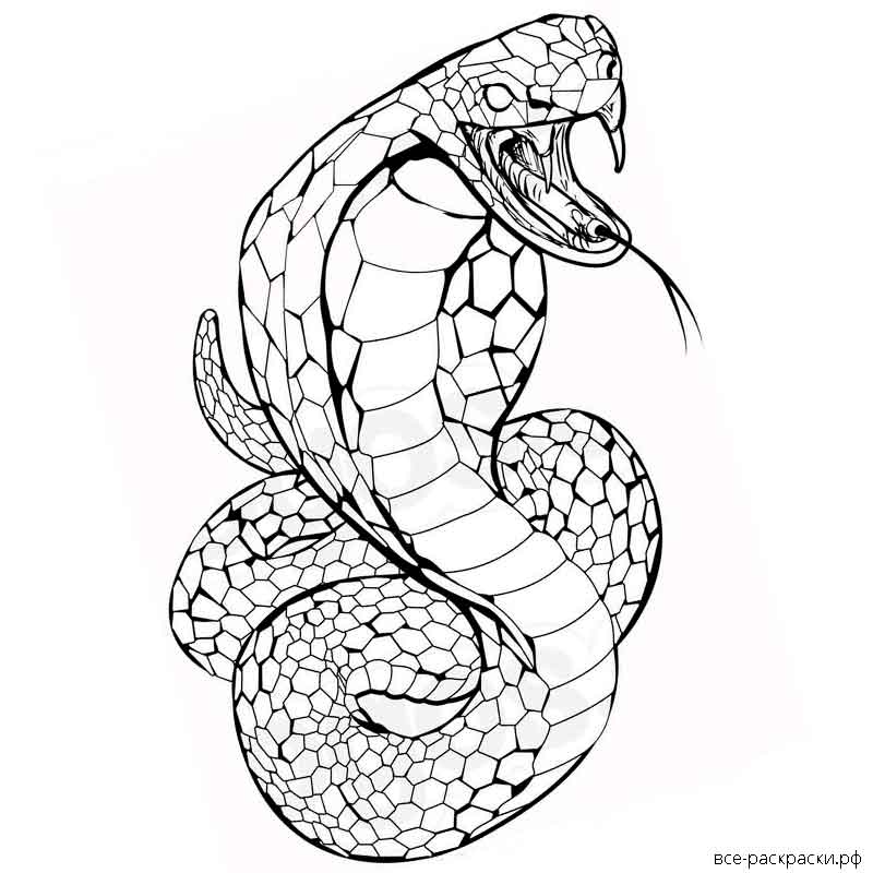 Раскраски змей распечатать. Змея раскраска. Раскраски змей. Раскраски со змеями. Раскраска змею.